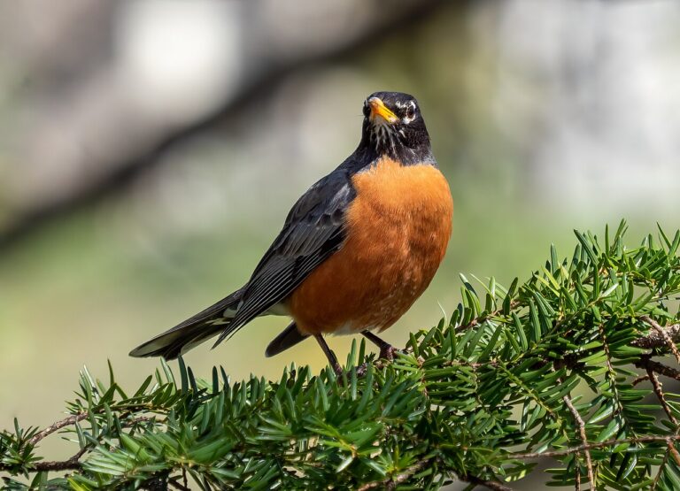 What Does It Mean When a Robin Visits You?
