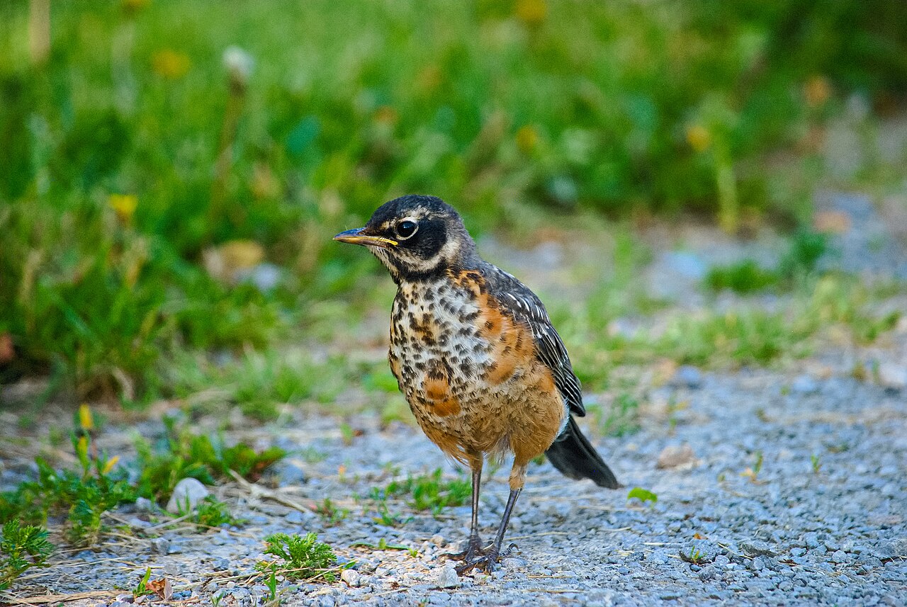 Why a robin keeps following you