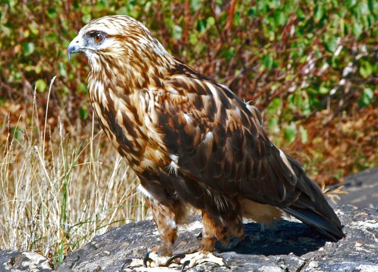 Rough-Legged Hawk: Arctic Visitor