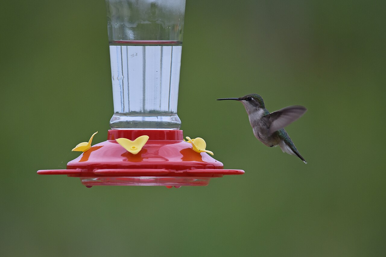 Diet and Feeding Behavior