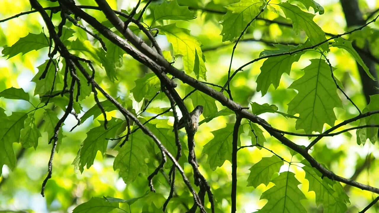 Nesting Behavior