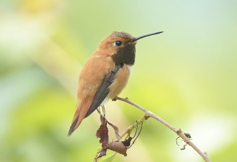 Rufous Hummingbird: Identification, Range, and Migration Guide