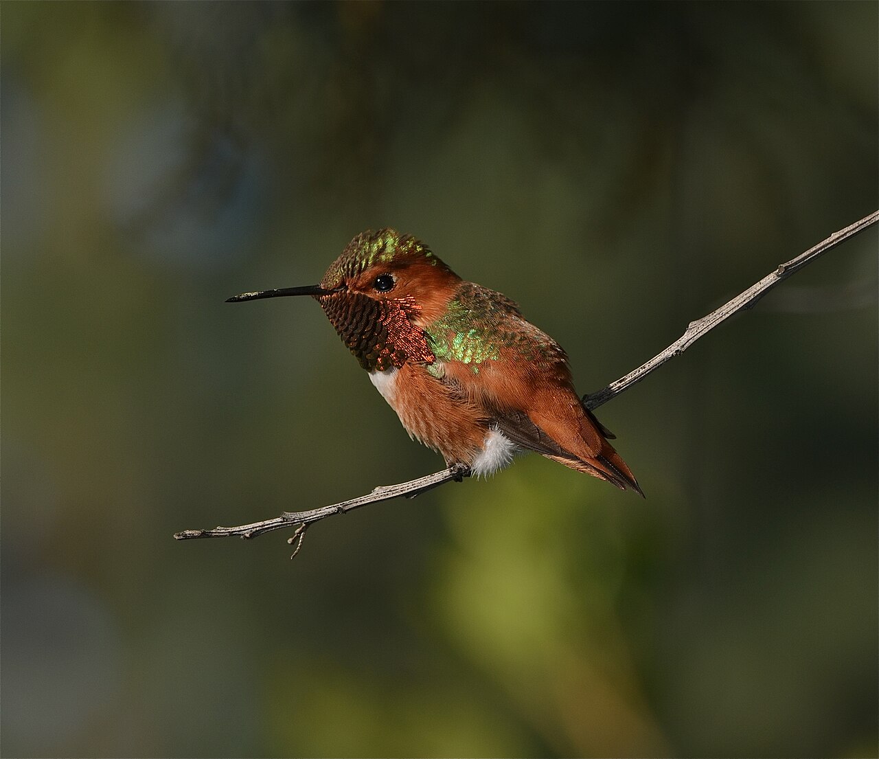Range and Habitat