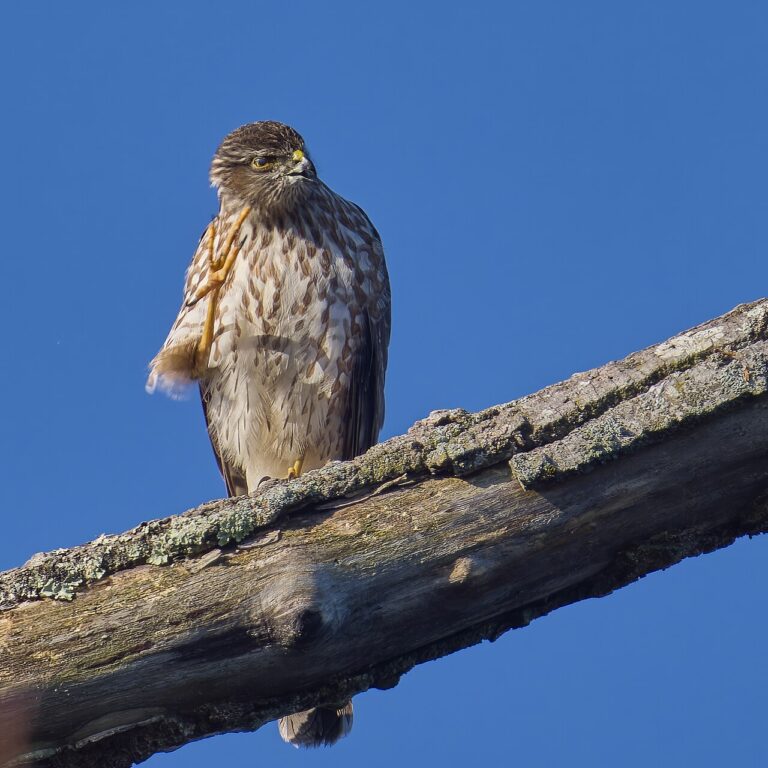 Sharp-Shinned Hawk: Identification Guide