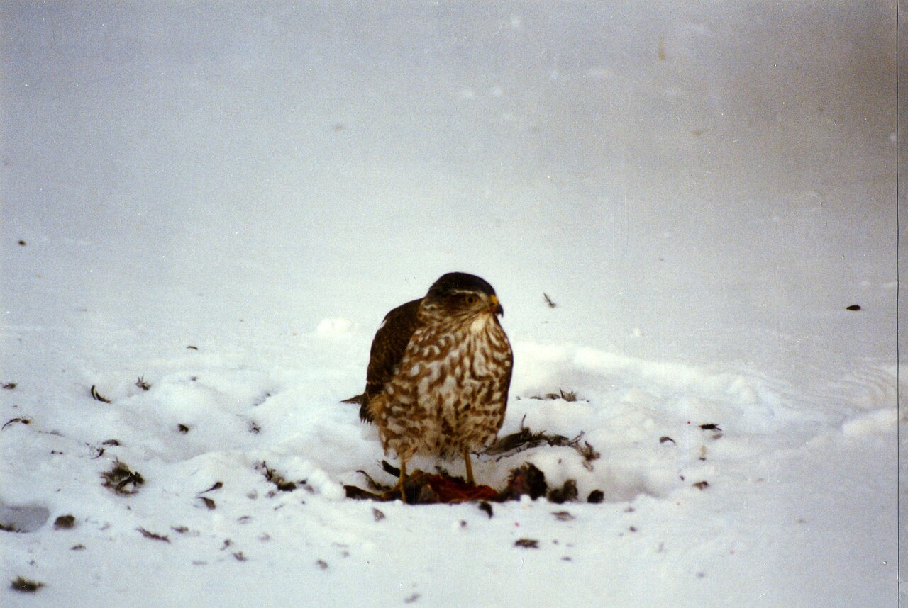 Should You Take Down a Feeder Because of a Sharp-Shinned Hawk?