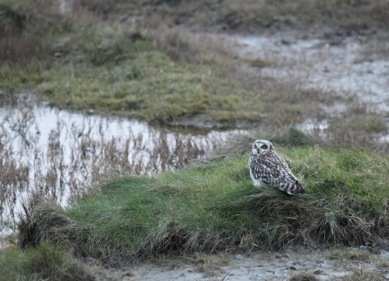 Short-eared Owl: Identification, Facts, and Habits