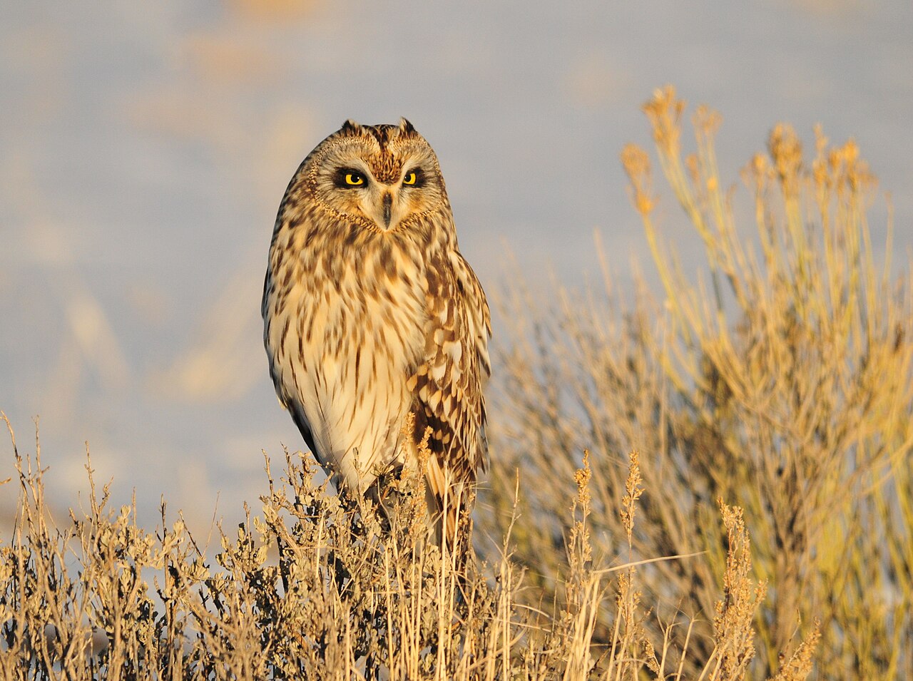 Range and habitat
