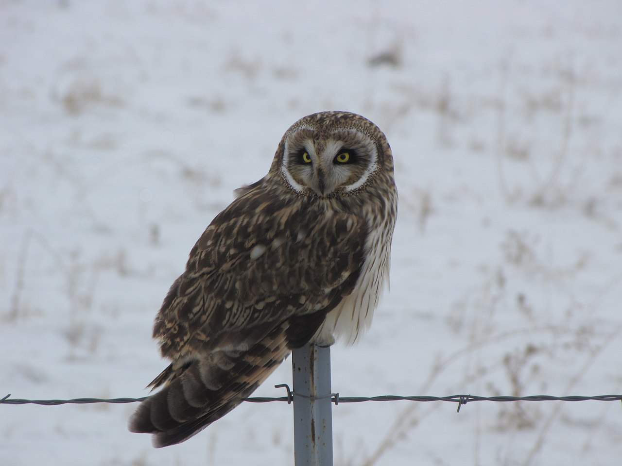 Behavior and flight