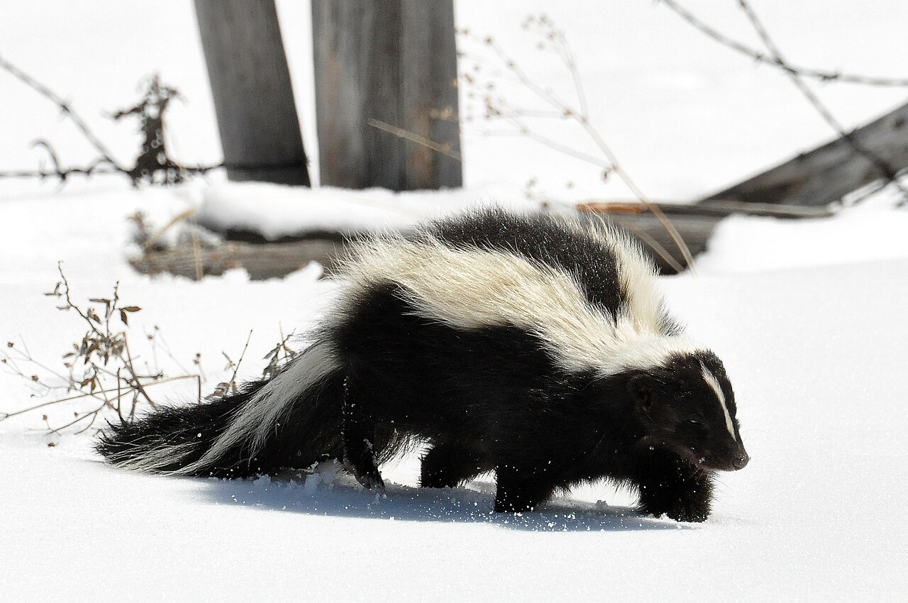 Skunk Poop: Identification & Health Risks Guide