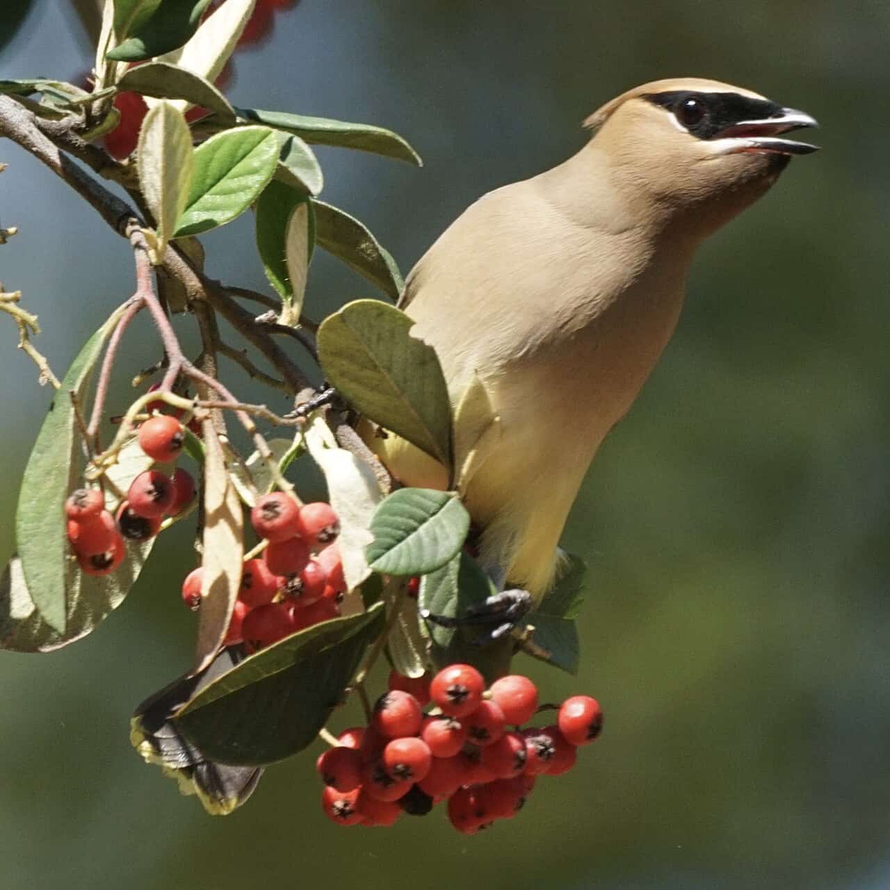 Small Brown Birds: 12 Common Species in North America with Identification (2026)