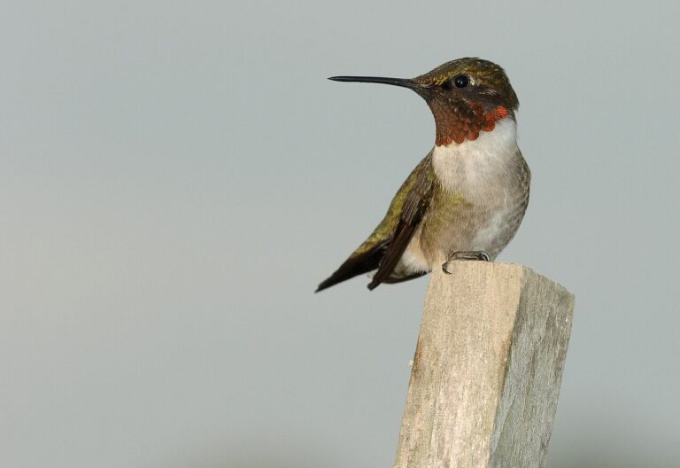 Smallest Birds in the World: Tiny Champions