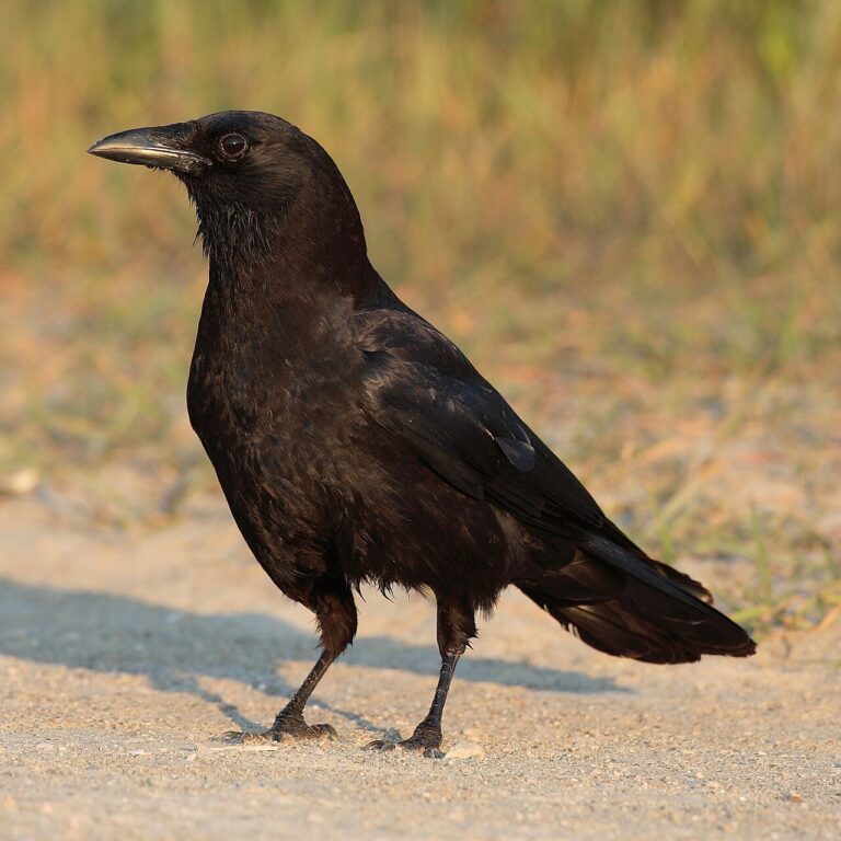 Smartest Birds in the World: Top Intelligent Species