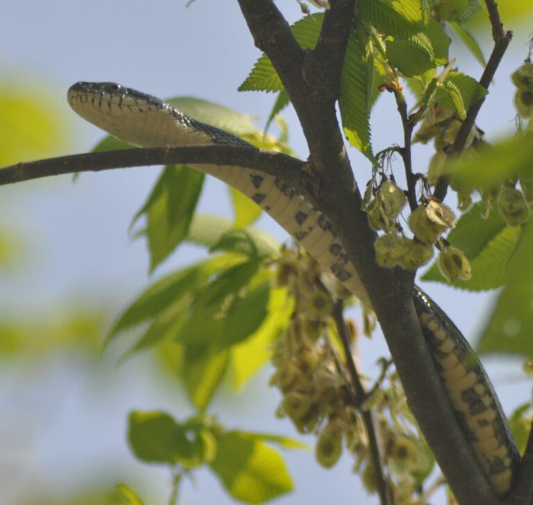 Snake Poop: Identification & What It Looks Like
