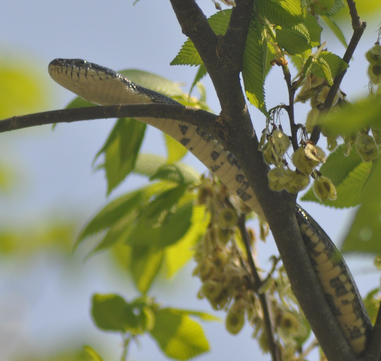 Snake Poop: Identification & What It Looks Like