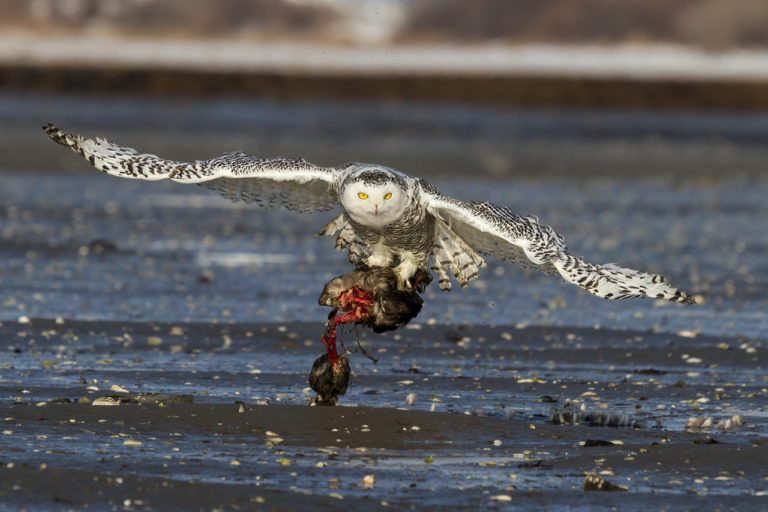 Snowy Owl: Identification, Facts, and Where to See One