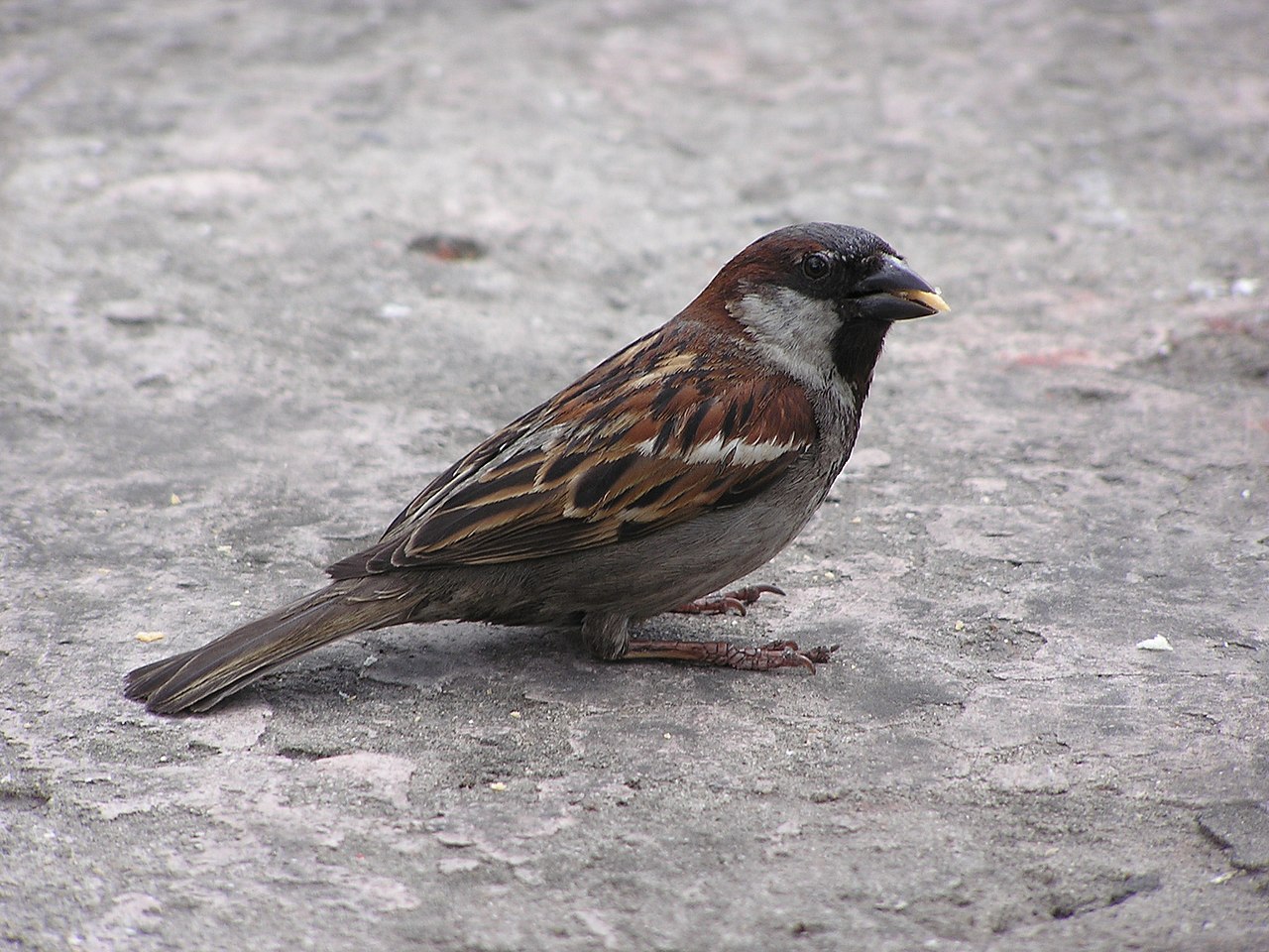 Sparrow Symbolism: Meaning and Spiritual Signs