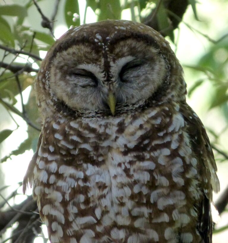 Spotted Owl: Identification, Facts, and Conservation