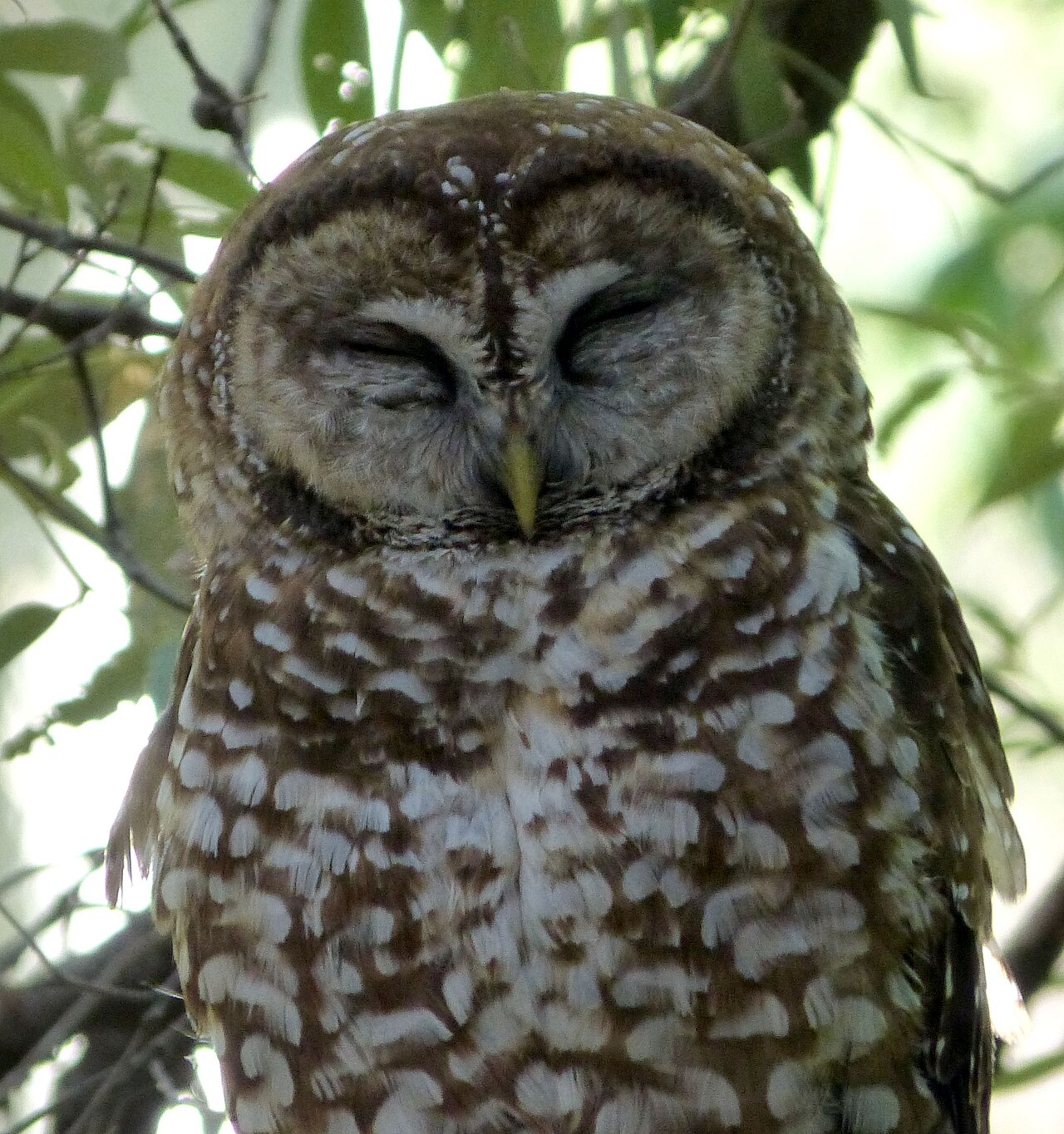Spotted Owl: Identification, Facts, and Conservation