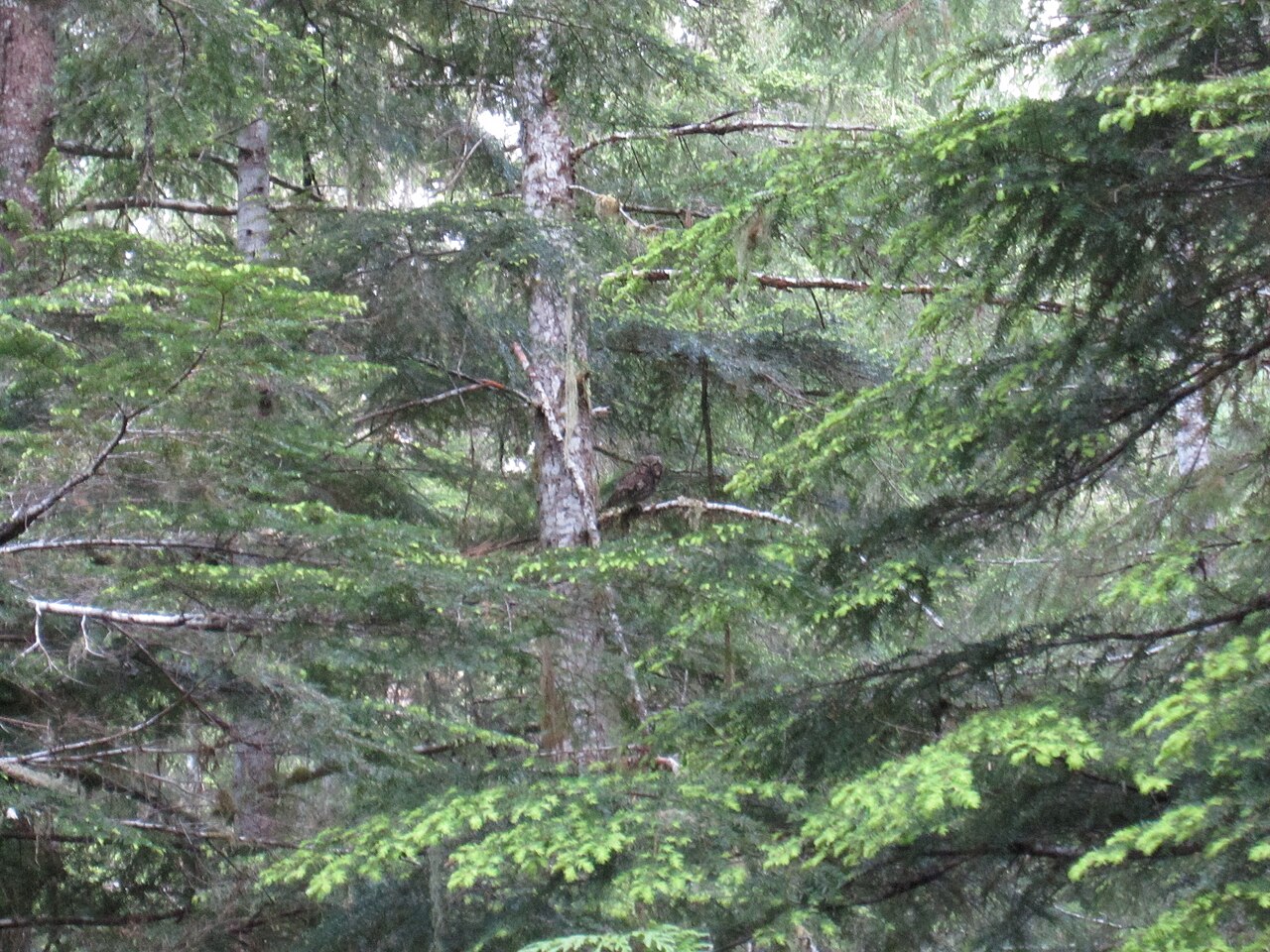 Spotted Owl sounds