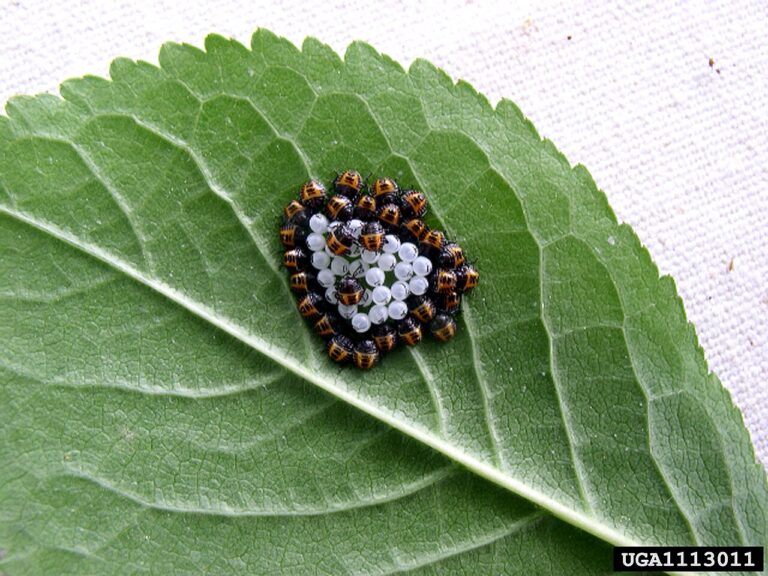 Stink Bug Eggs