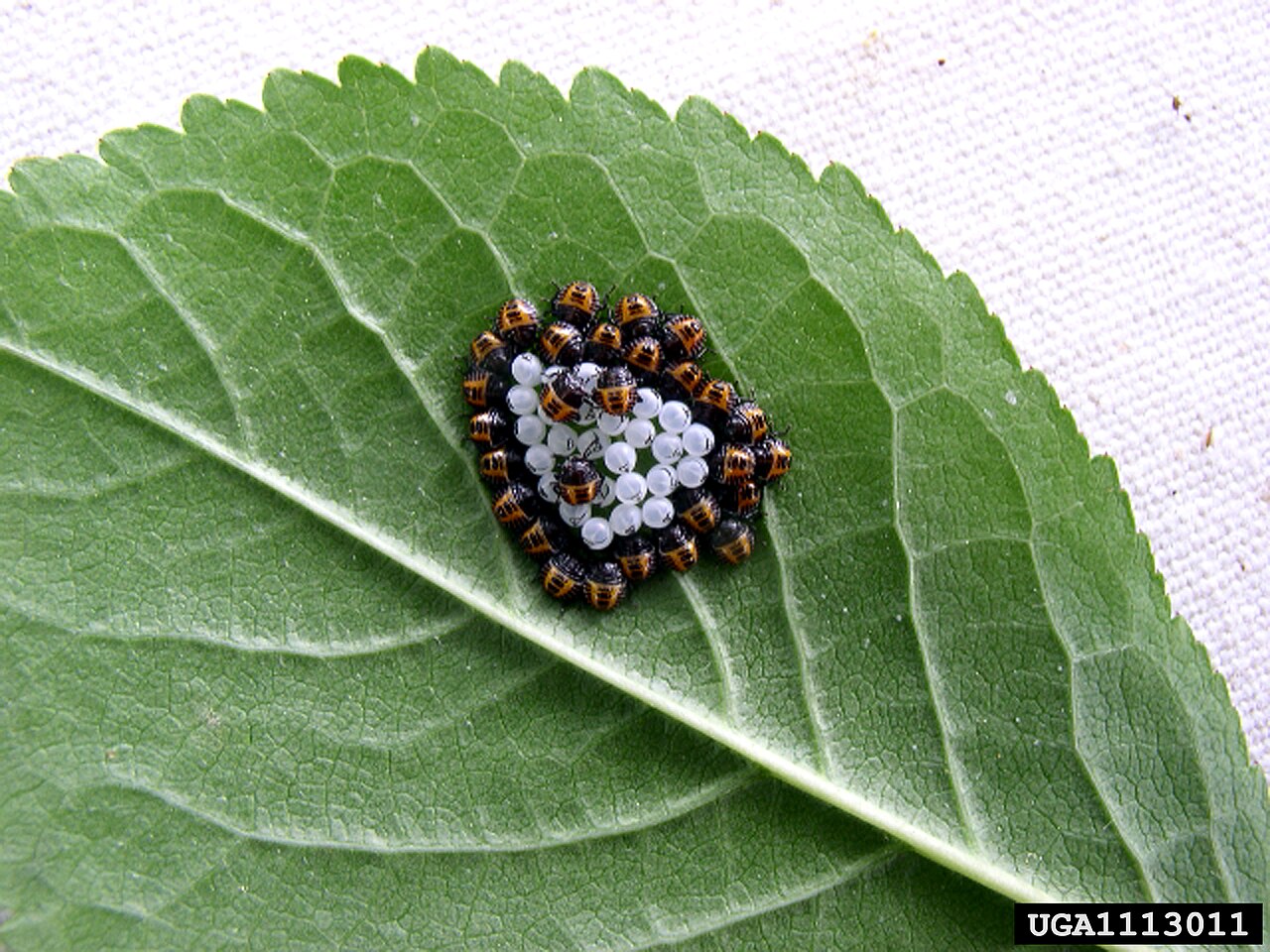 Stink Bug Eggs