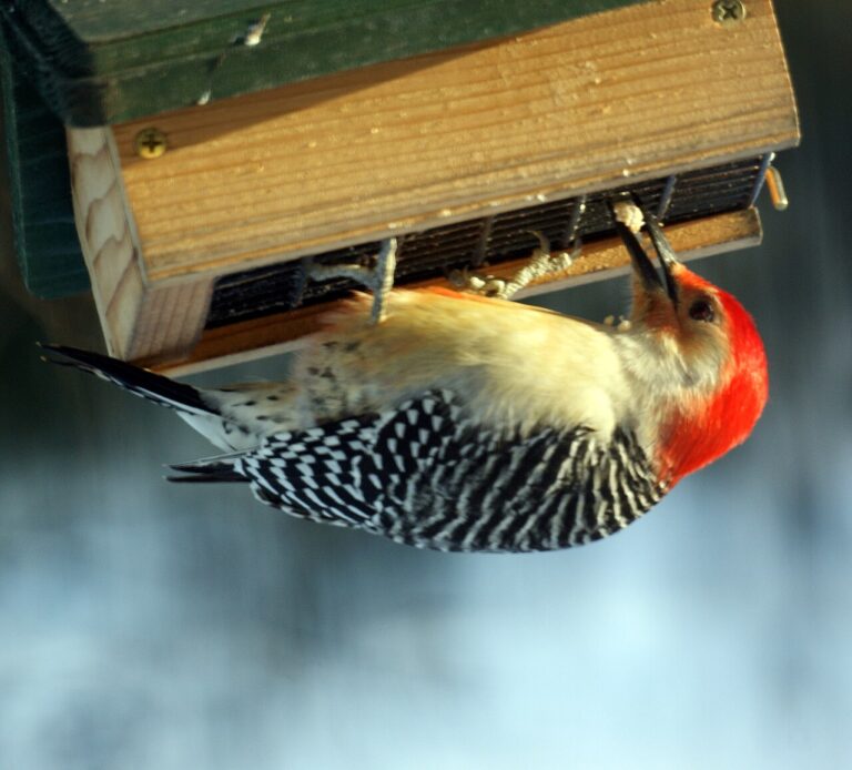 Suet for Birds: Complete Guide