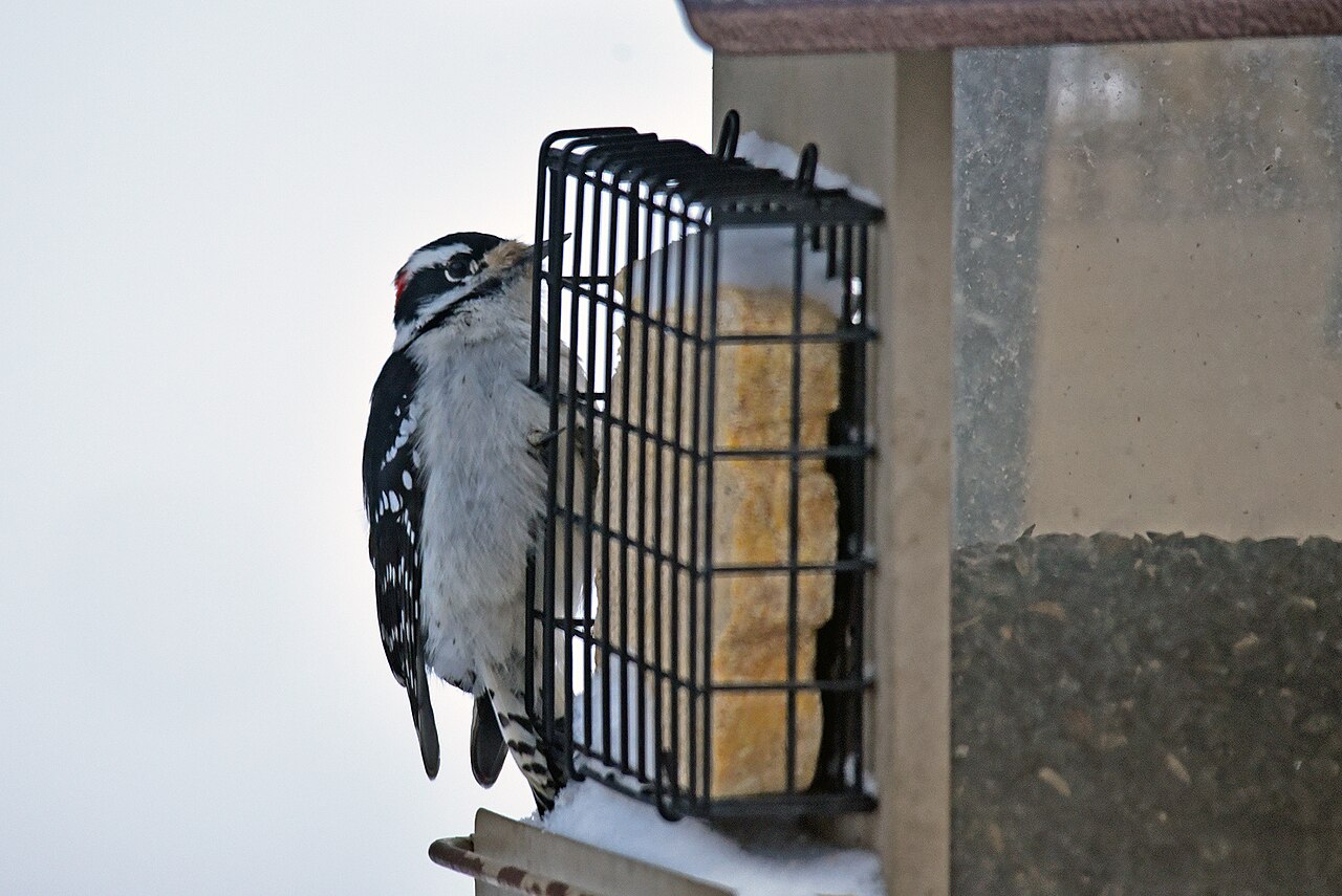 Why Suet Matters More in Winter