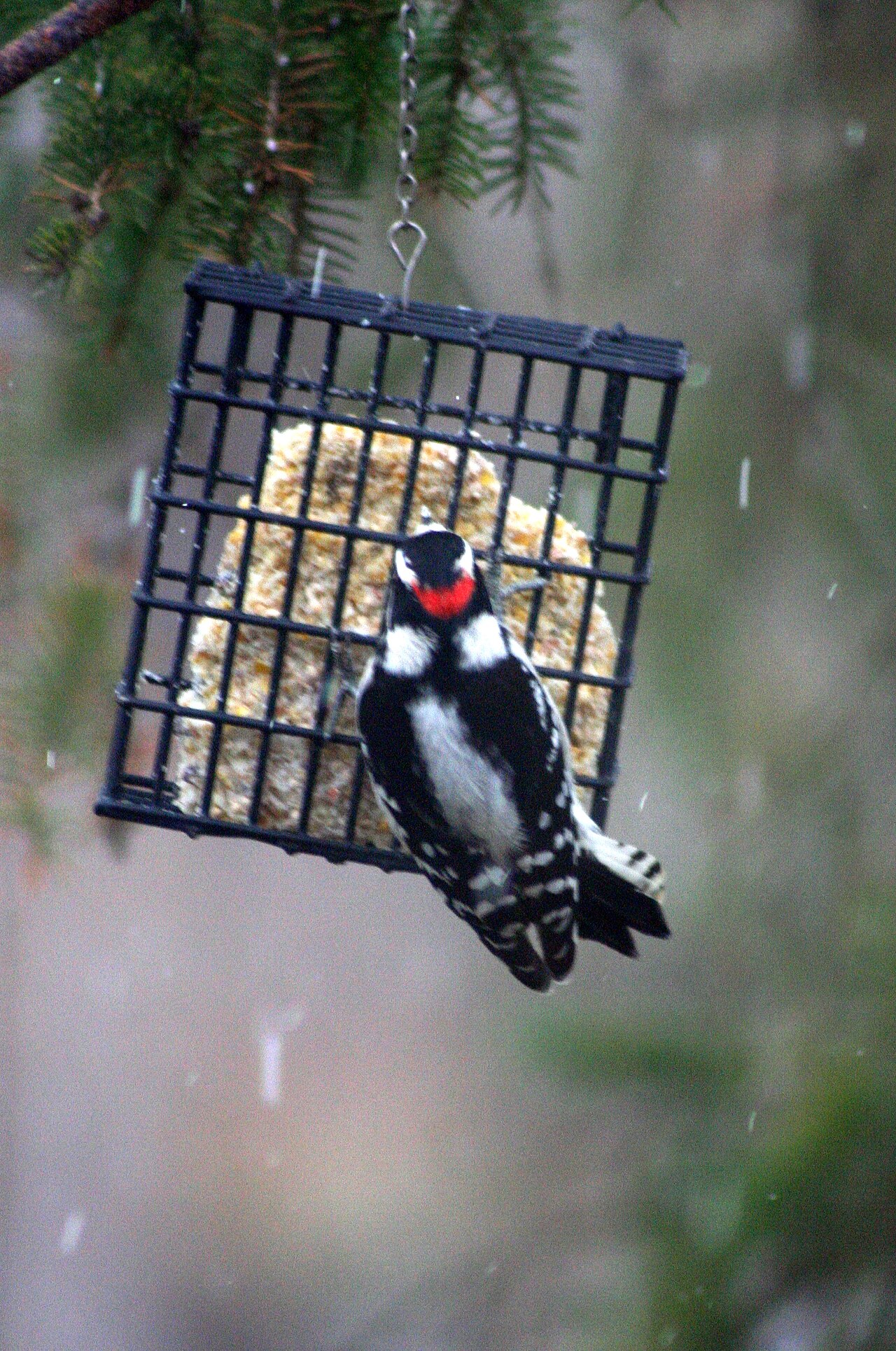 Which Birds Eat Suet