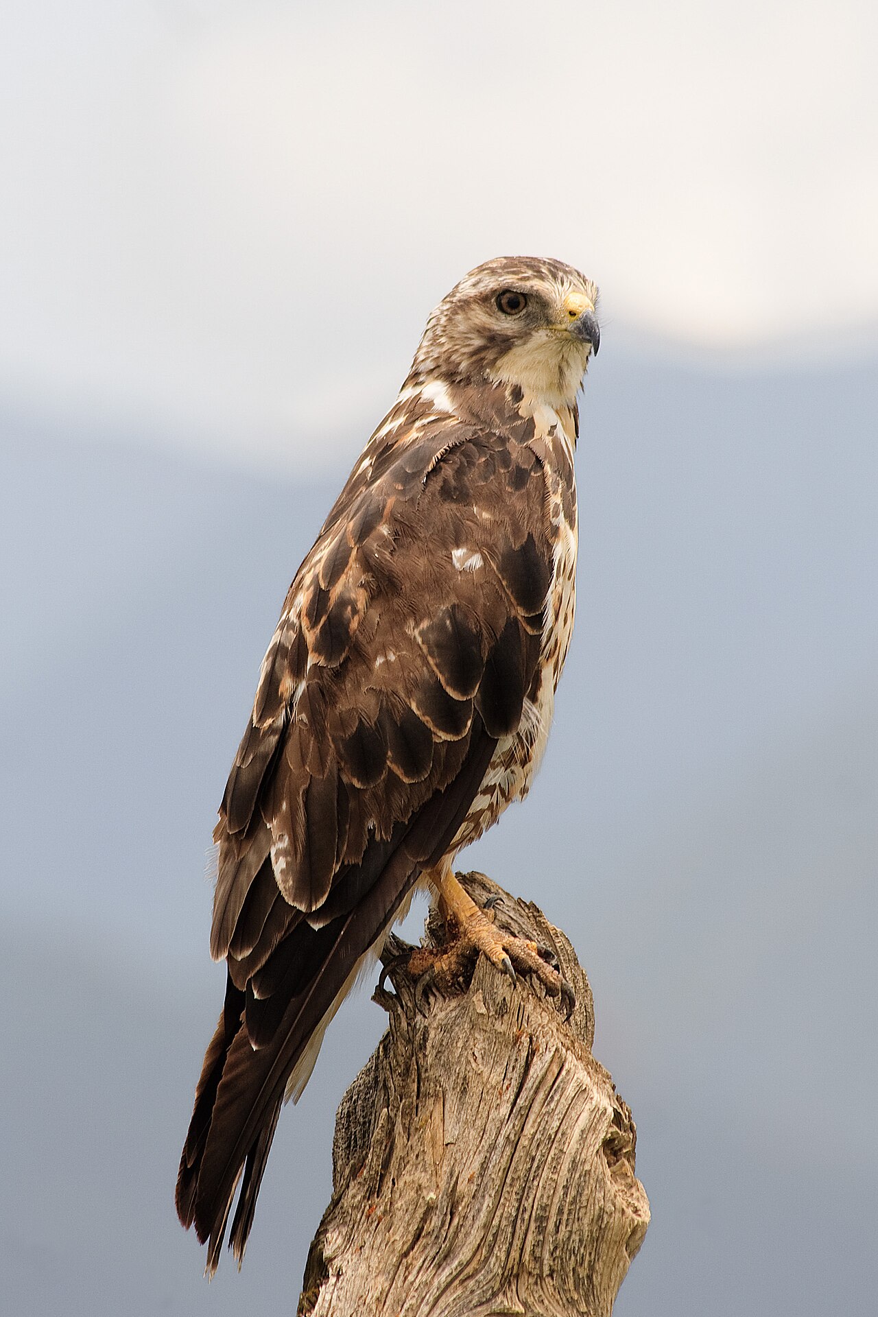 Swainson’s Hawk: Long-Distance Migrant