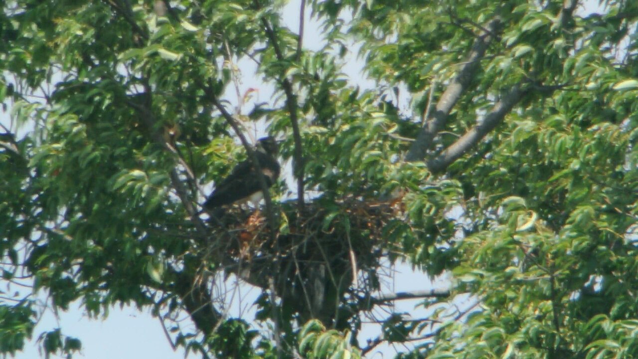 Nesting on the Open Prairie