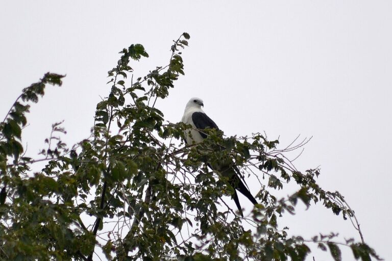Swallow-Tailed Kite: Graceful Aerialist