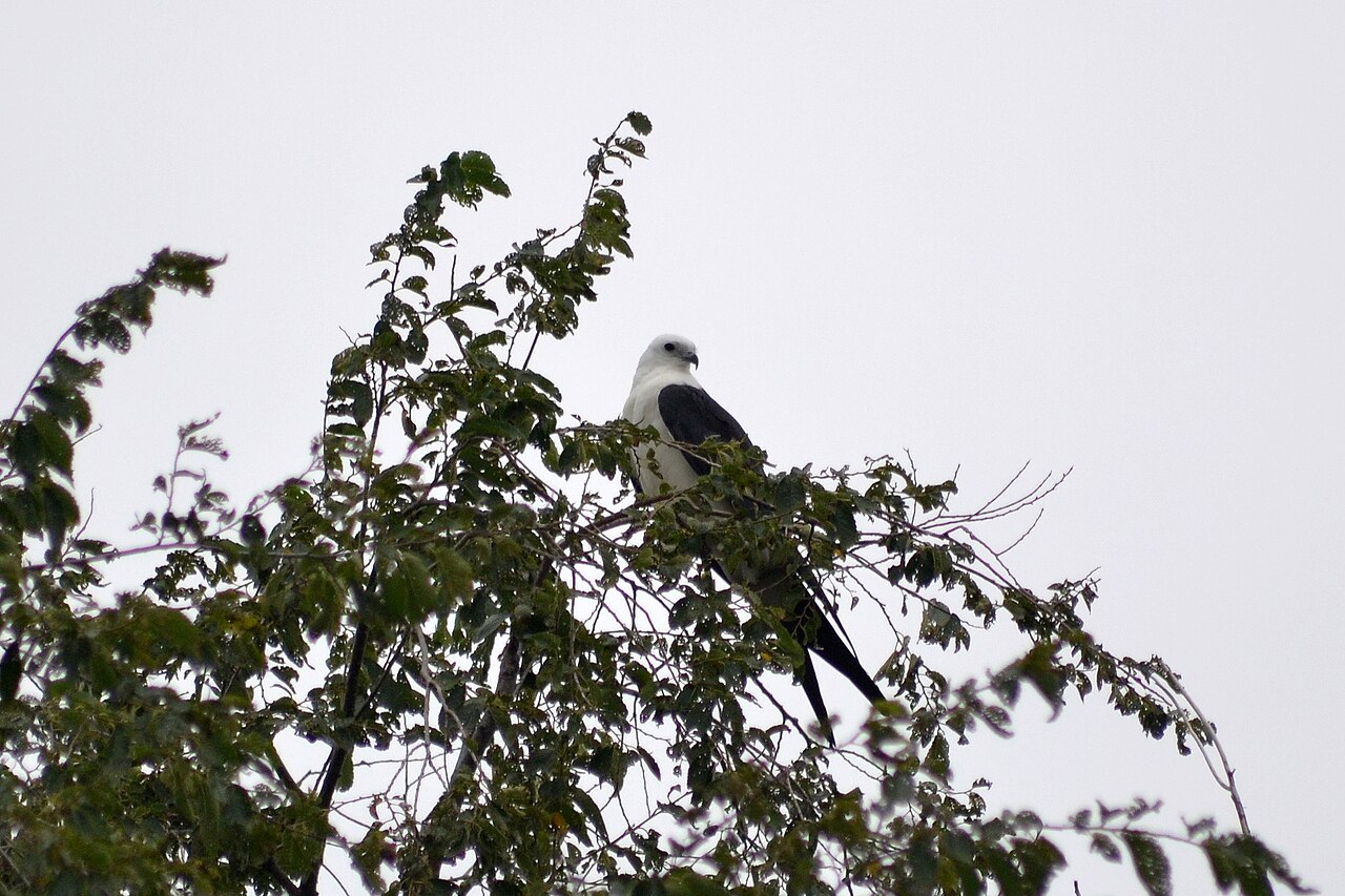 Swallow-Tailed Kite: Graceful Aerialist
