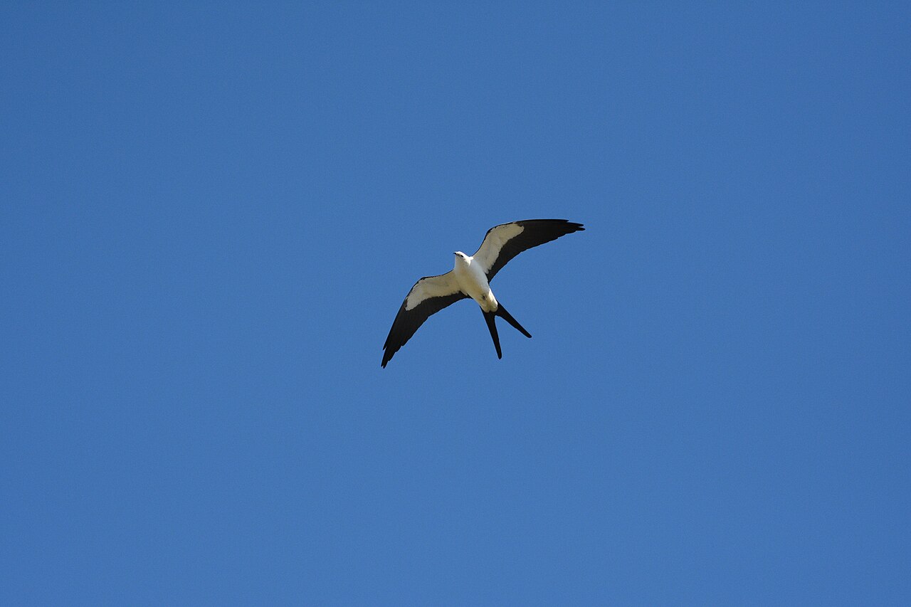 Swallow-tailed kite in flight
