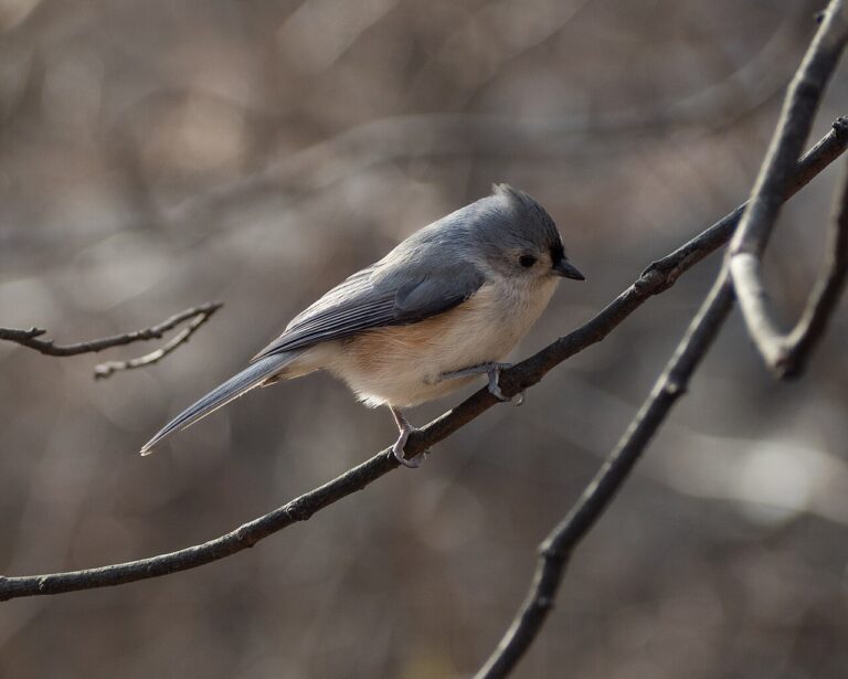Tufted Titmouse: Complete Identification, Diet, and Behavior Guide (2026)