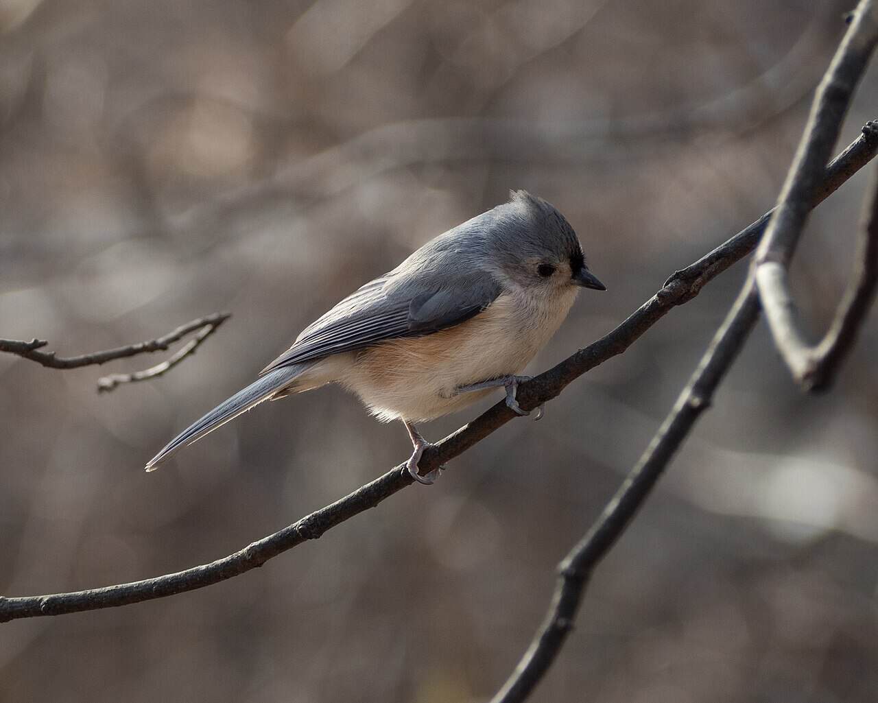 Tufted Titmouse: Complete Identification, Diet, and Behavior Guide (2026)