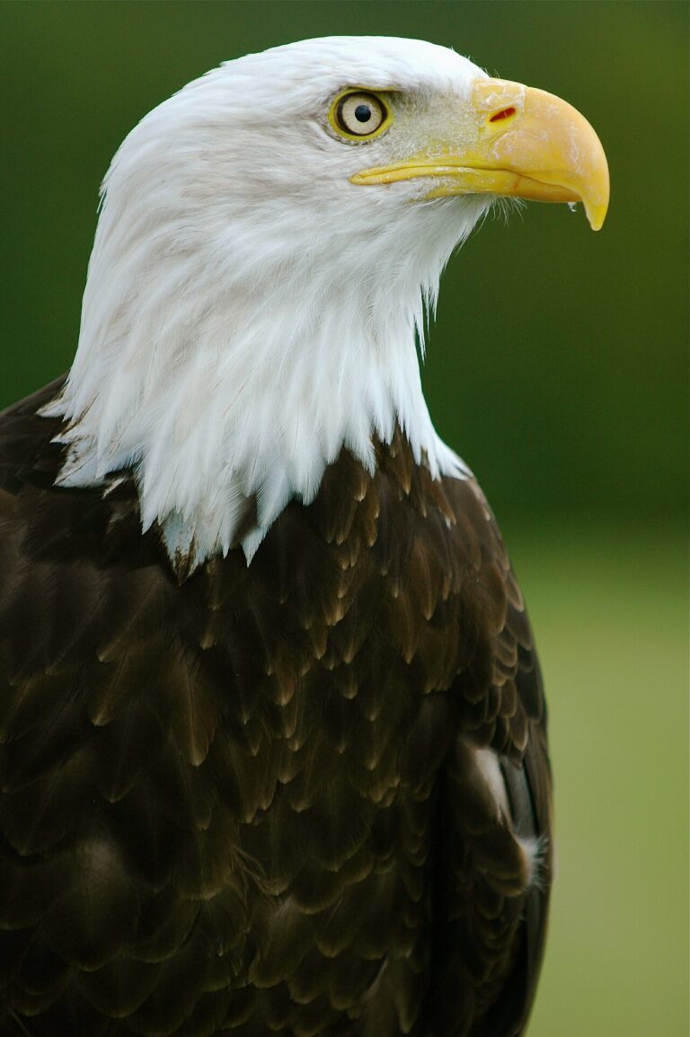 Types of Birds of Prey in North America