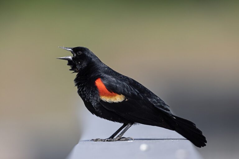 Types of Blackbirds: A Complete Guide