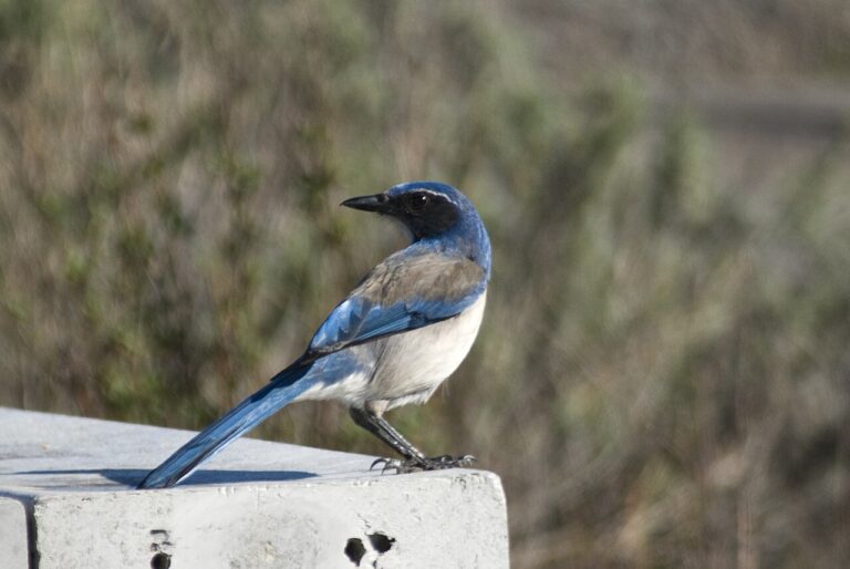 Types of Blue Birds in California: Identification Guide