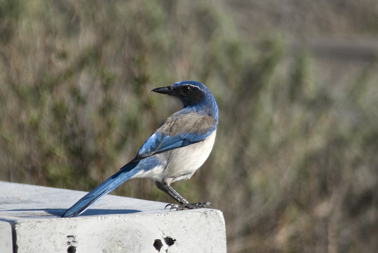 Types of Blue Birds in California: Identification Guide