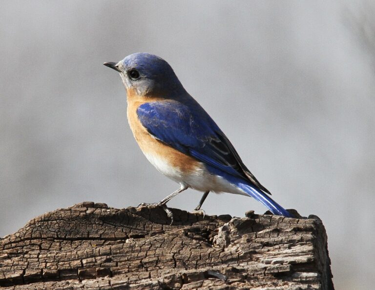 Types of Blue Birds in Florida: A Complete Guide