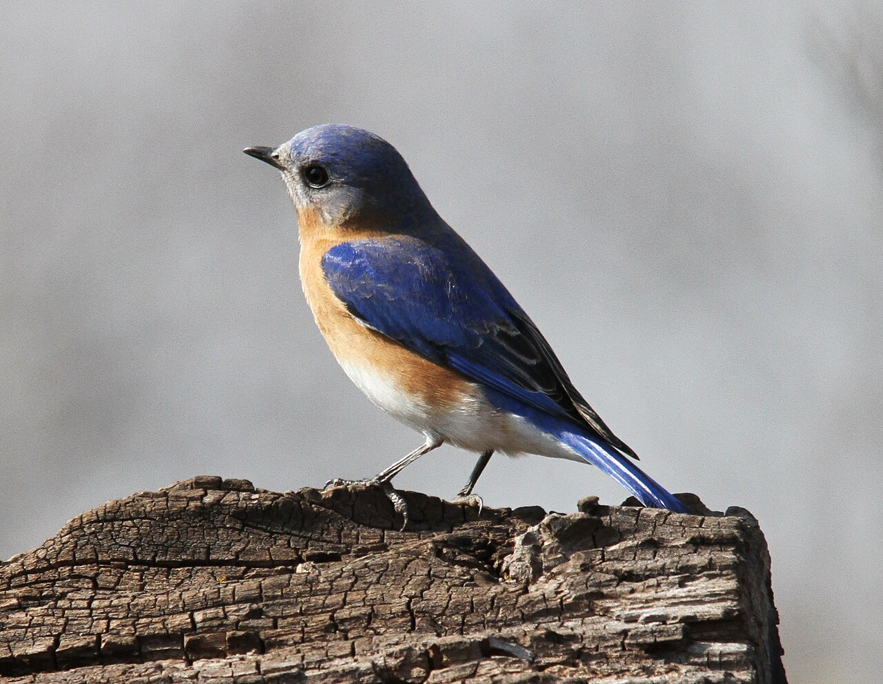Types of Blue Birds in Florida: A Complete Guide