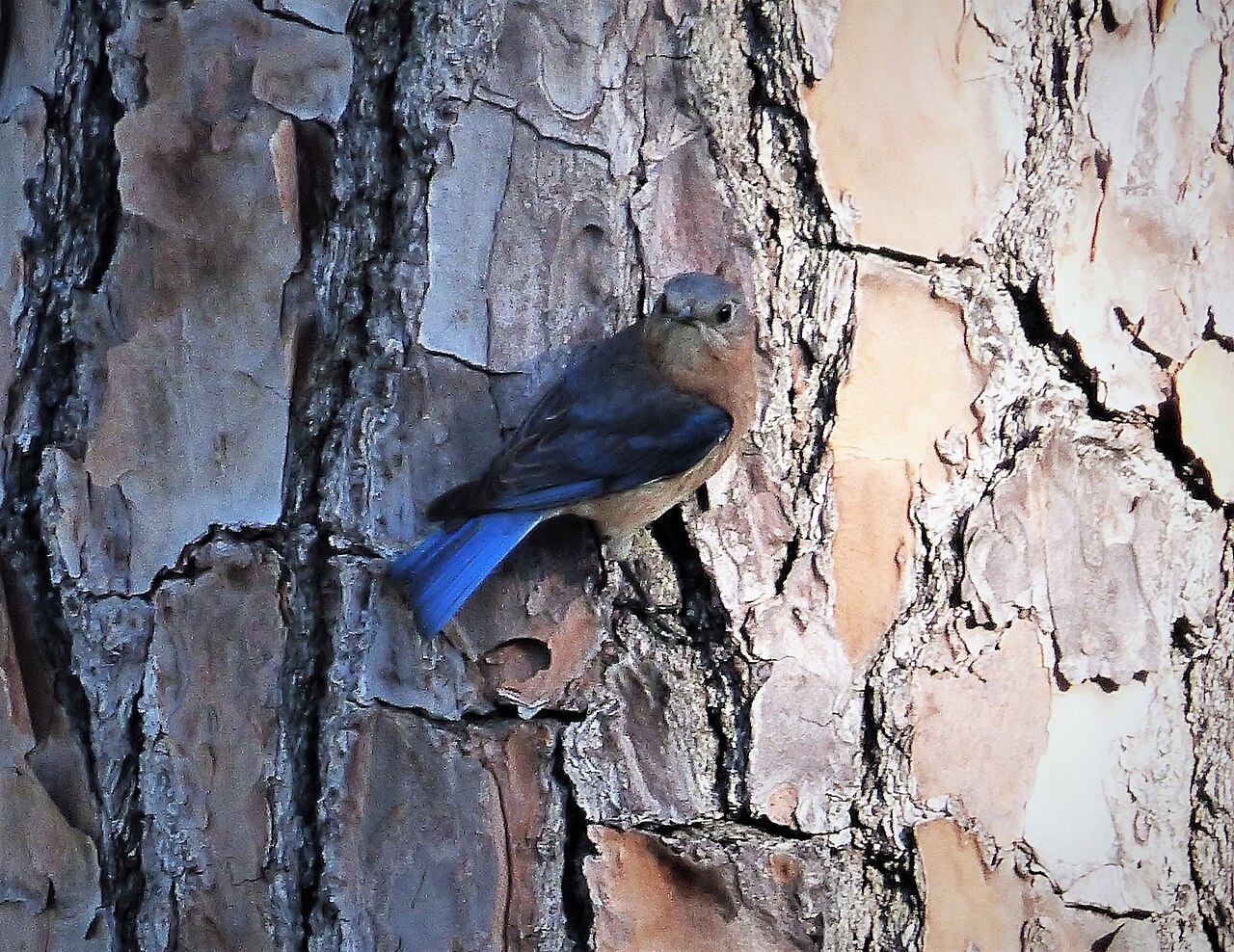 Types of Blue Birds in Illinois: Identification Guide