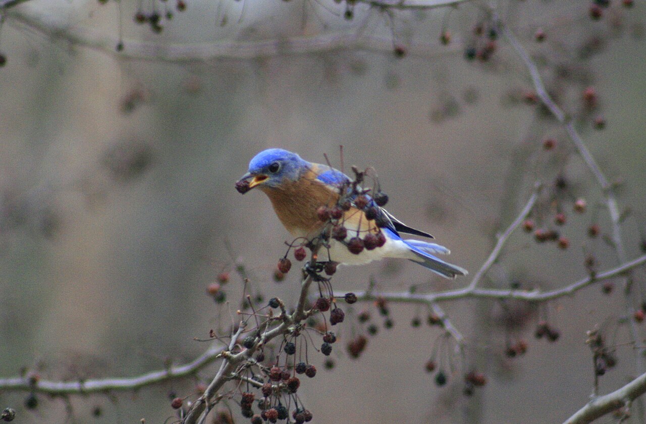 Types of Blue Birds in North Carolina: A Complete Guide
