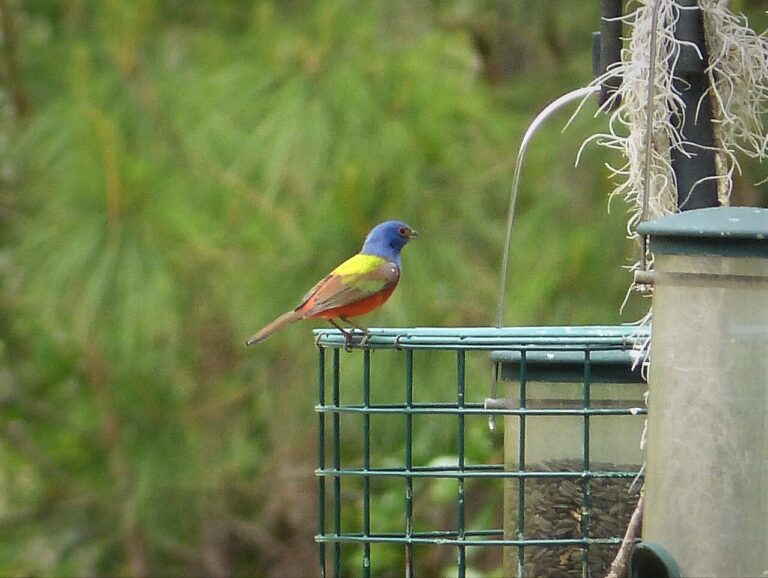 Types of Blue Birds in South Carolina: Identification Guide