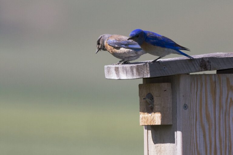 Types of Blue Birds in Texas: Identification Guide