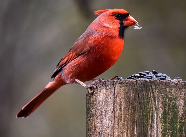 Types of Cardinals: A Complete Guide