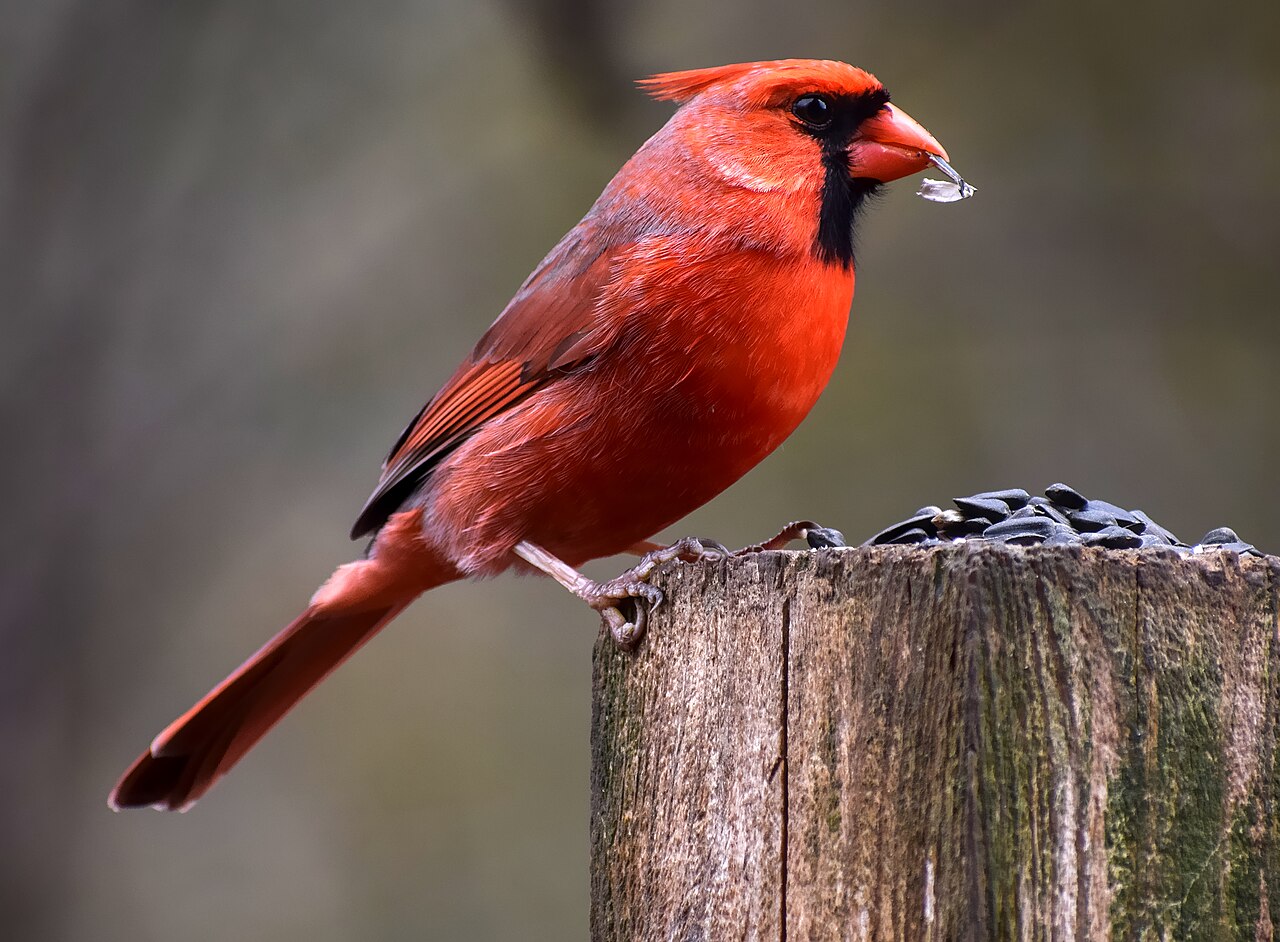 Types of Cardinals: A Complete Guide
