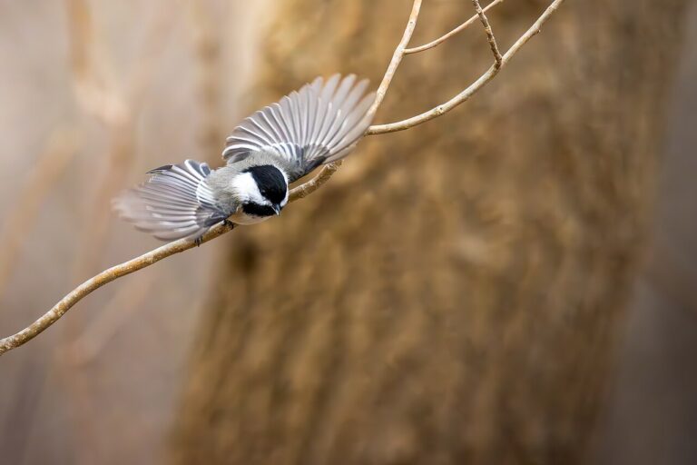 Types of Chickadees: A Complete Guide