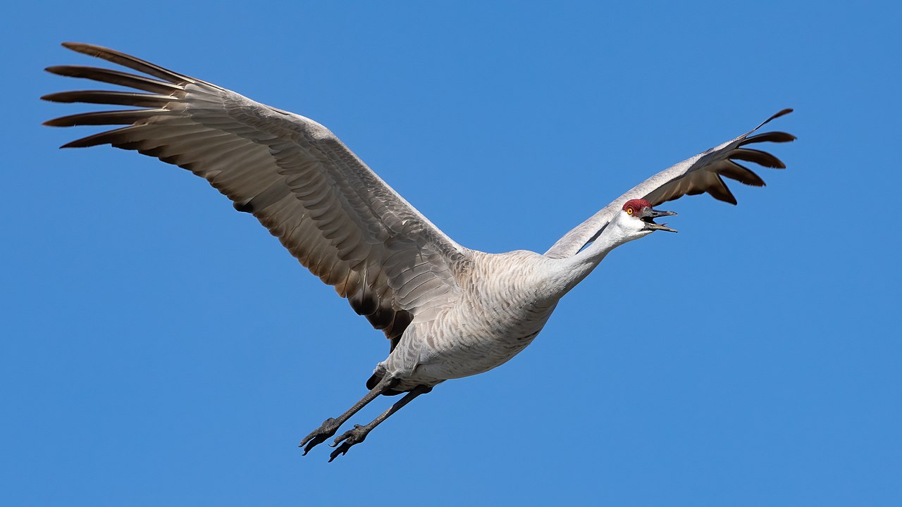 Types of Cranes: A Complete Guide