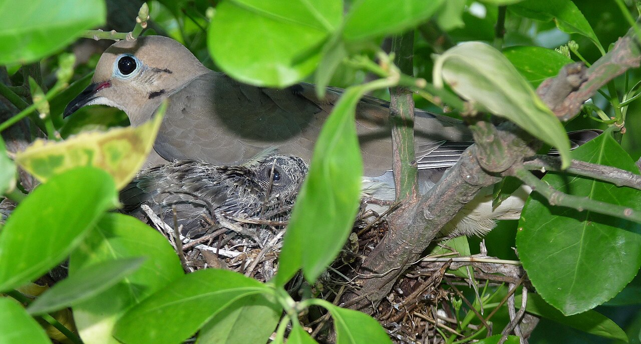 Types of Doves: A Complete Guide